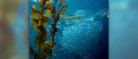 Health benefits from the kelp forest