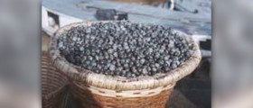 Health benefits of acai berry juice