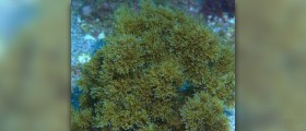 Health benefits of algae