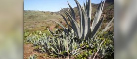 Health benefits of aloe vera
