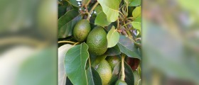Health benefits of avocado