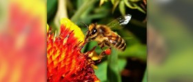 Health benefits of bee pollen