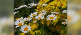 Health benefits of chamomile