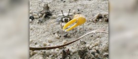 Health benefits of crabs