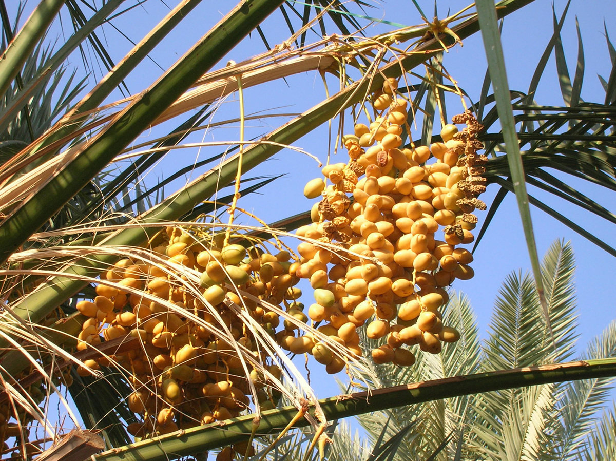 Health benefits of dates fruit General center