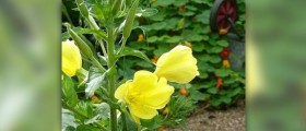 Health benefits of evening primrose oil