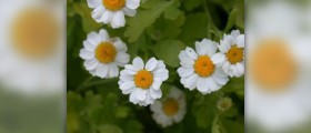 Health benefits of feverfew