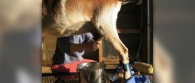 Health benefits of goat milk