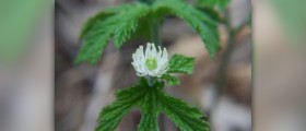 Health benefits of goldenseal