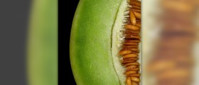 Health benefits of honeydew melon