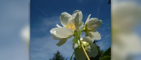 Health benefits of jasmine oil
