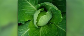 Health benefits of kale cabbage
