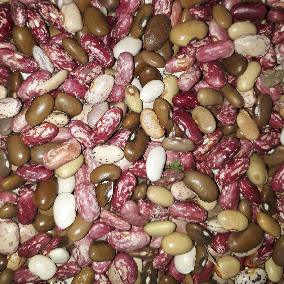 Health benefits of kidney beans General center