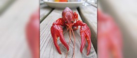 Health benefits of lobster