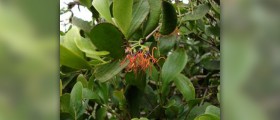Health benefits of mistletoe
