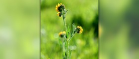 Health benefits of mustard plant