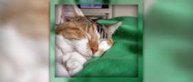 Health benefits of napping