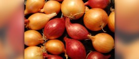 Health benefits of onions