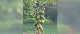 Health benefits of papaya fruit