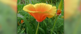 Health benefits of poppy seeds