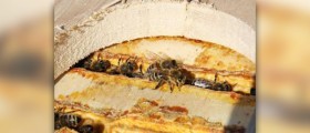 Health benefits of propolis
