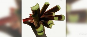 Health benefits of rhubarb