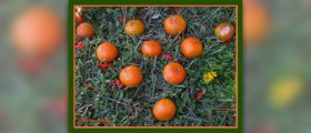 Health benefits of tangerines