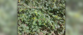 Health benefits of tribulus terrestris