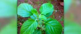 Health benefits of tulsi