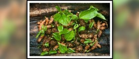 Health benefits of turmeric tea