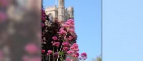 Health benefits of valerian