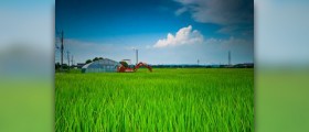 Health benefits of wild rice