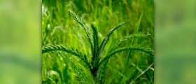 Health benefits of yarrow oli