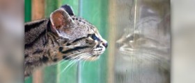 Health tips for cats