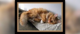 Health tips for pets