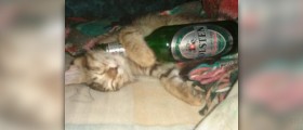 Healthy alcohol drinking