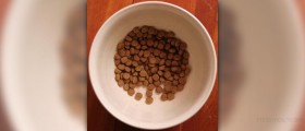 Healthy dog food
