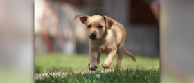 Healthy dogs