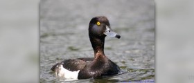 Healthy duck