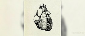Healthy human heart