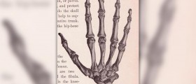 Healthy joints and bones
