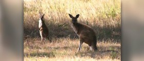 Healthy kangaroo recipes