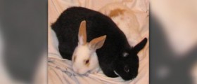 Healthy pets insurance review