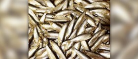 Healthy types of fish