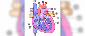 Heart murmur in adults