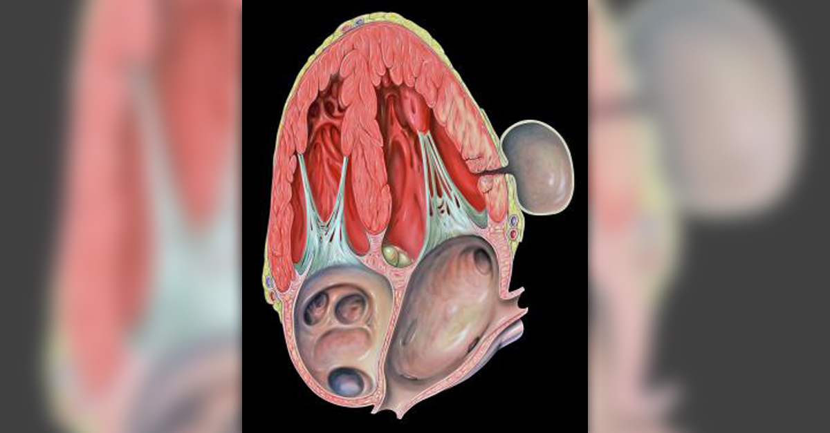 heart-palpitations-after-eating-cardiovascular-disorders-and-diseases