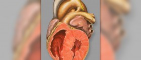 Heart palpitations during pregnancy