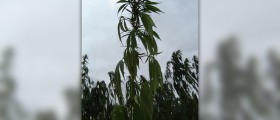 Hemp oil and its benefits