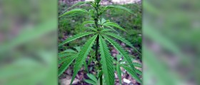 Hemp seeds health benefits