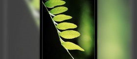 Herbal cure for impotence